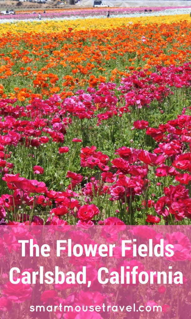 Looking for a picture perfect roadside attraction in Southern California? The Flower Fields is just the place to learn about flower farming and get some beautiful pictures, too. #flowerfields #california #socal