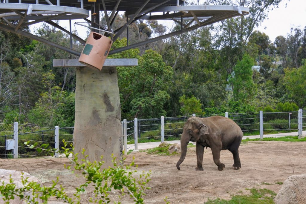 Are you thinking about skipping the famous San Diego Zoo because you are short on time? Don't! Find out how to do it all (well, almost all) in half a day when you visit the San Diego Zoo.