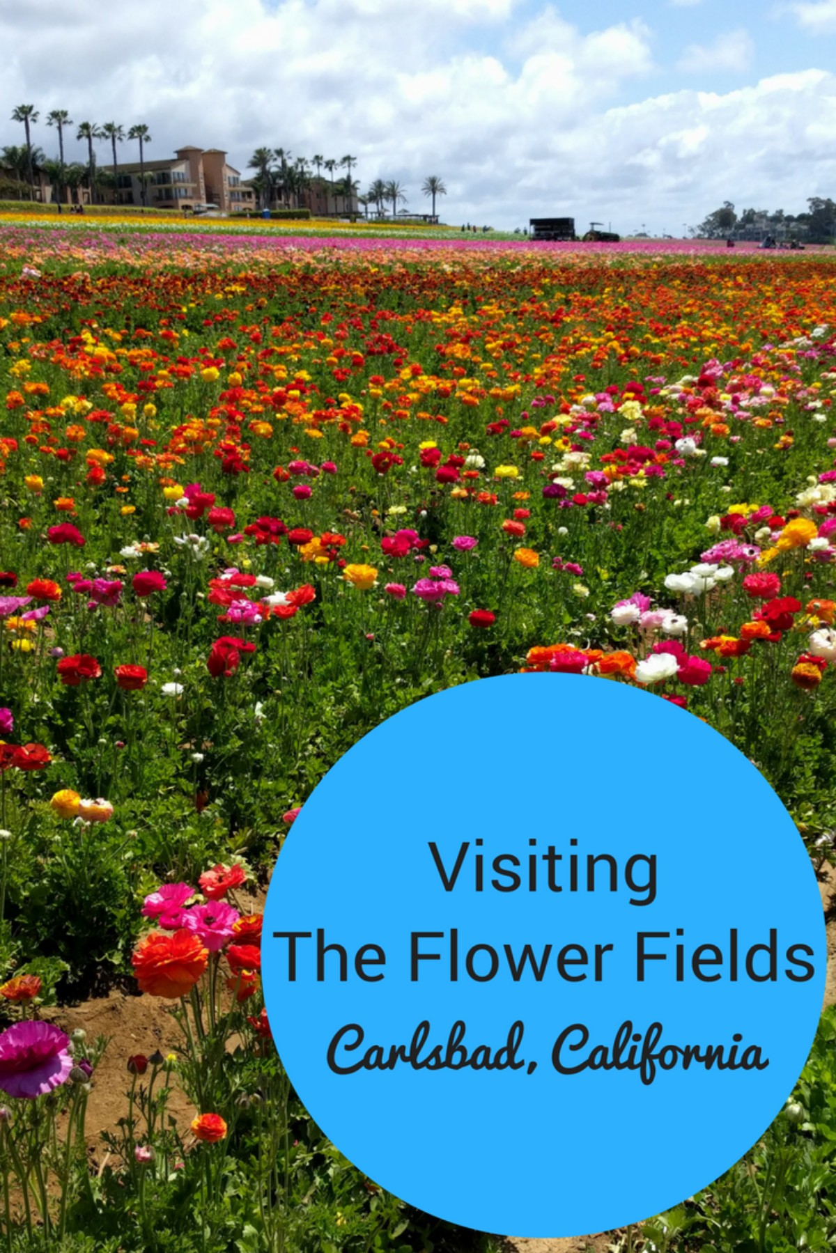 The Flower Fields at Carlsbad Ranch Smart Mouse Travel