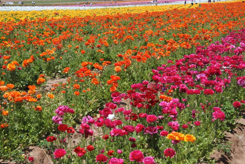 Looking for a picture perfect roadside attraction in Southern California? The Flower Fields is just the place to learn about flower farming and get some beautiful pictures, too.