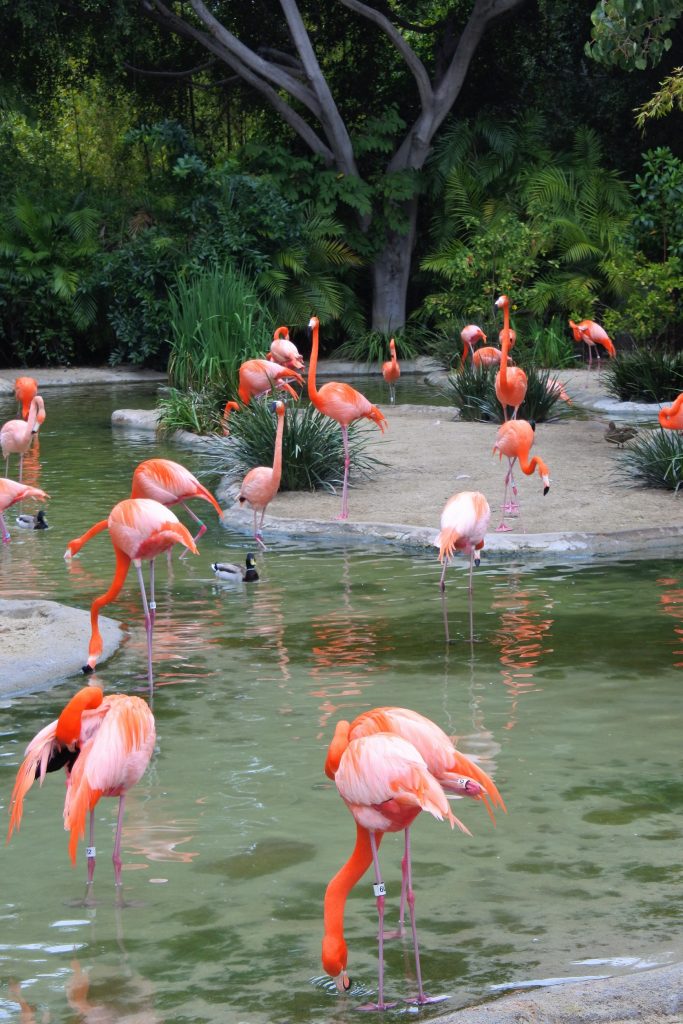 Are you thinking about skipping the famous San Diego Zoo because you are short on time? Don't! Find out how to do it all (well, almost all) in half a day when you visit the San Diego Zoo.