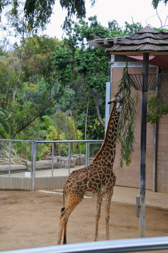 Are you thinking about skipping the famous San Diego Zoo because you are short on time? Don't! Find out how to do it all (well, almost all) in half a day when you visit the San Diego Zoo.
