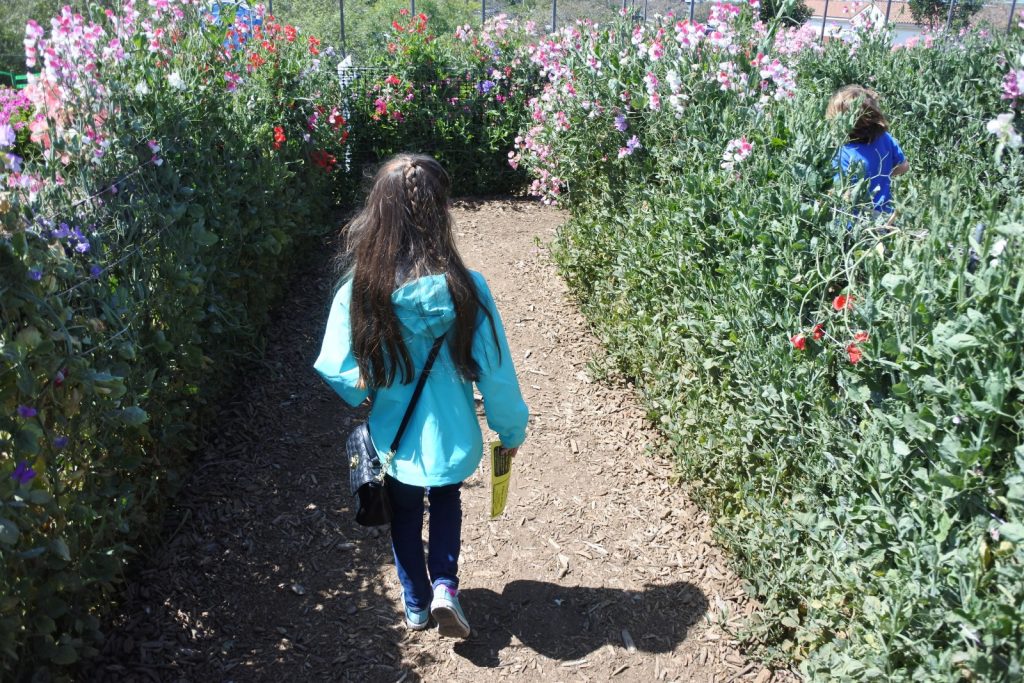 Want a picture perfect roadside attraction in Southern California? See why the Flower Fields at Carlsbad Ranch might be just the spot!