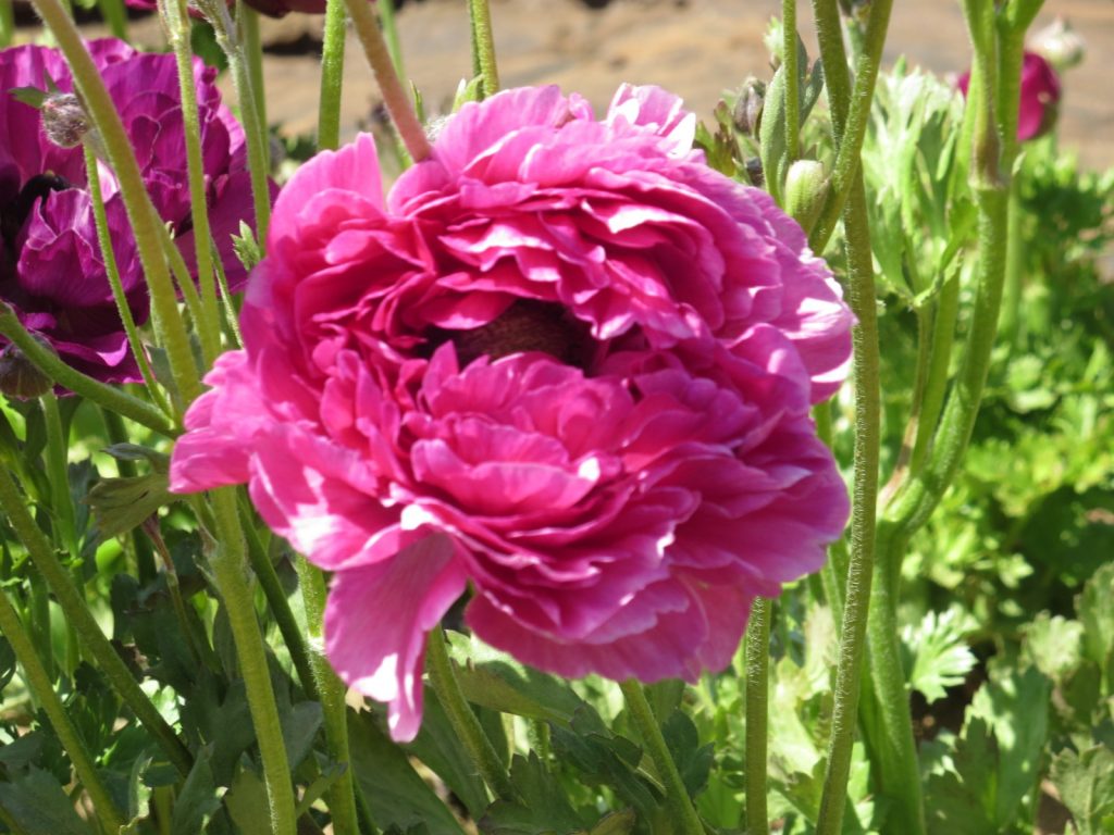 Looking for a picture perfect roadside attraction in Southern California? The Flower Fields is just the place to learn about flower farming and get some beautiful pictures, too.