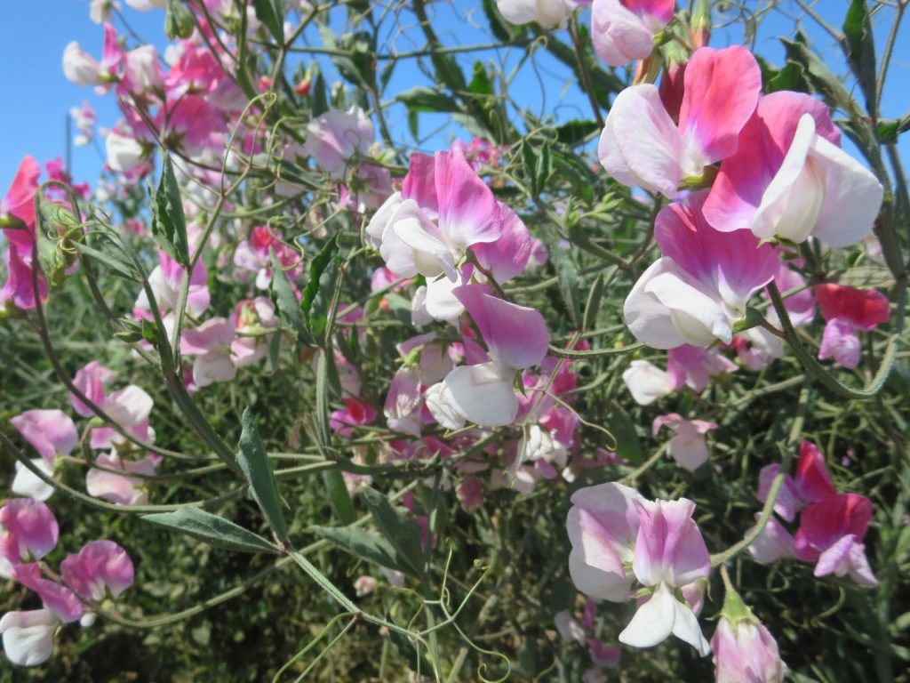 Looking for a picture perfect roadside attraction in Southern California? The Flower Fields is just the place to learn about flower farming and get some beautiful pictures, too.