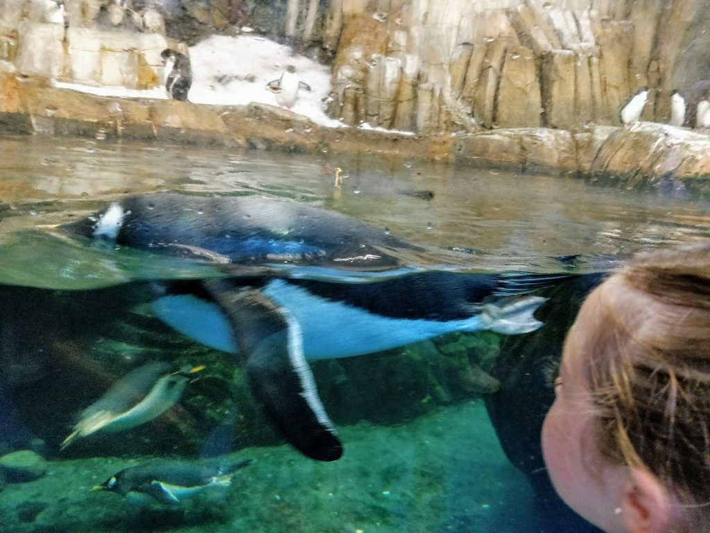 Espace Pour La Vie (Space For Life) is a must see when in Montreal! The Biodome, Insectarium, Botanical Garden, and Planetarium have something for everyone.