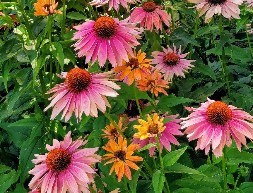 Espace Pour La Vie (Space For Life) is a must see when in Montreal! The Biodome, Insectarium, Botanical Garden, and Planetarium have something for everyone.