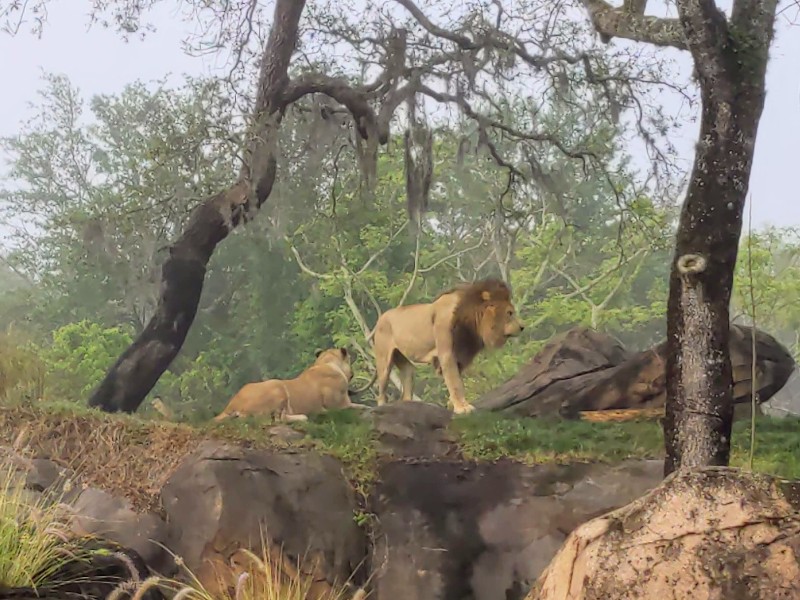 A male and female lion perched on a high rock on Kilimanjaro Safari at Animal Kingdom