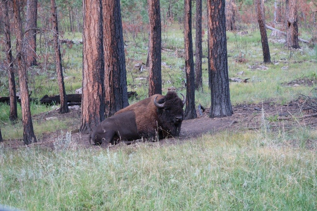 Mount Rushmore is a popular tourist destination, but South Dakota has so much more to offer. Follow our South Dakota itinerary for a great family trip. #visitsouthdakota #badlandsnationalpark #thebadlands #blackhills #custerstatepark #familytravel #mountrushmore