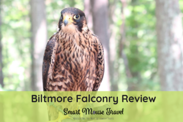 Our Biltmore Falconry review has an overview of our Biltmore Falconry experience plus tips and things I wish I had known before we went.