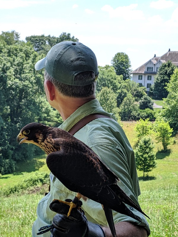 Brief foray into eagle aviary sees excitement build. - Elite Falconry