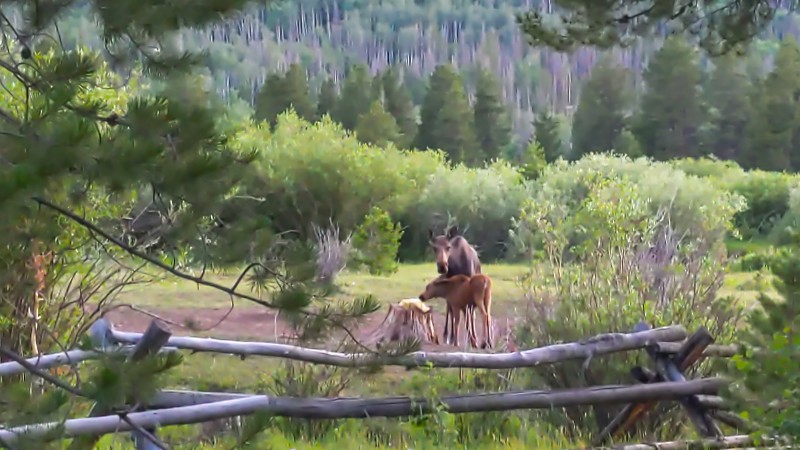 Mom and baby moose at salt lick.