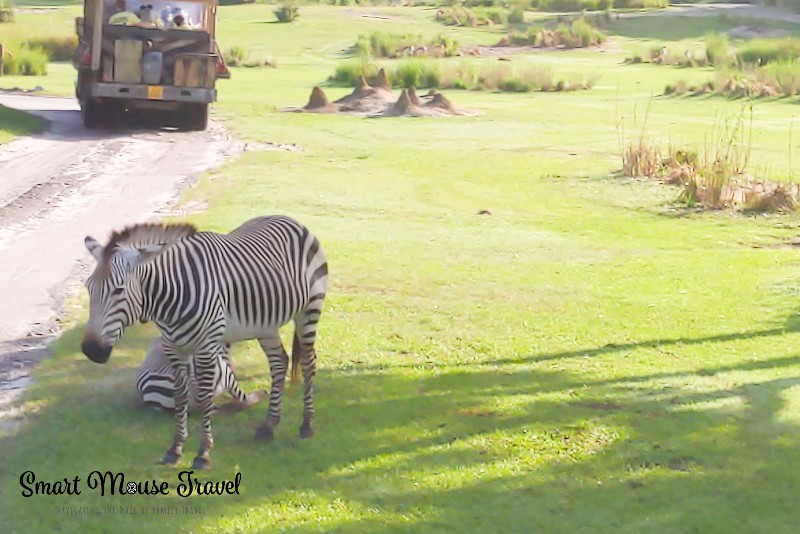 Two zebras along the road on Kilimanjaro Safari at Disney's Animal Kingdom.