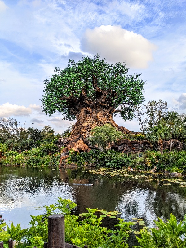 Animal Kingdom Tree of Life with blue skies and clouds. Is it worth it to stay at a Disney World resort? Here's what you should consider before booking a stay off-site for Disney World.