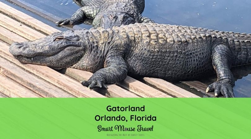Alligators sunning themselves at Gatorland Orlando.