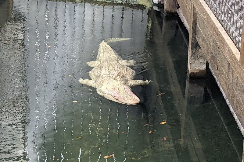 Albino alligator swimming.