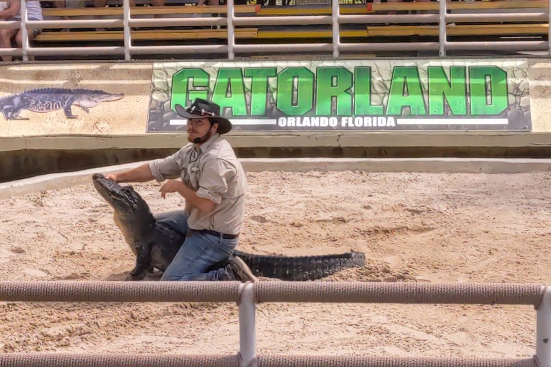 Man sitting on alligator while educating guests about alligators.