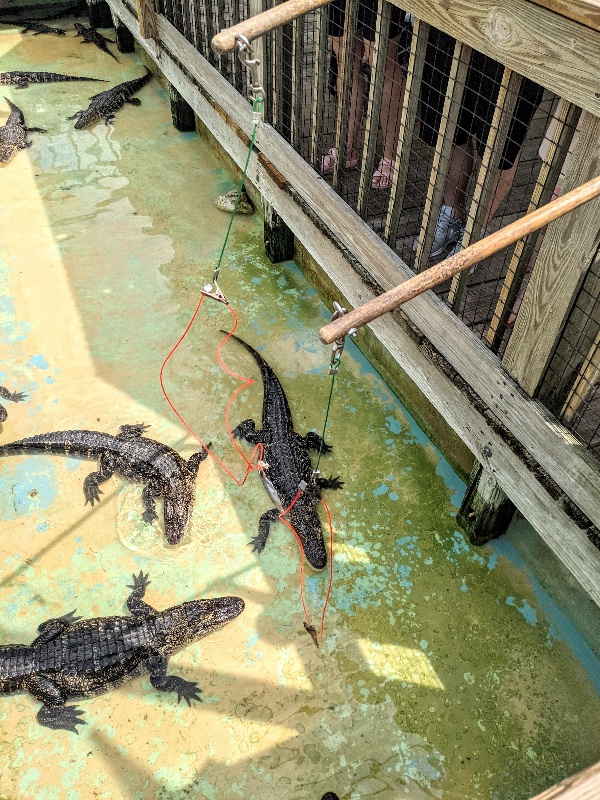 Feeding fish to juvenile alligators