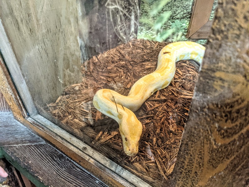 Python smelling air inside an enclosure.
