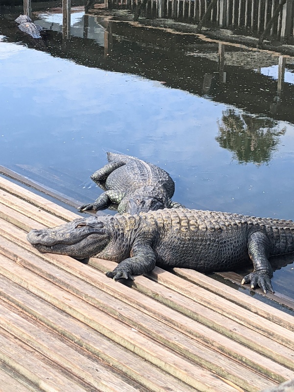 Two alligators sunning on a wooden bridge.