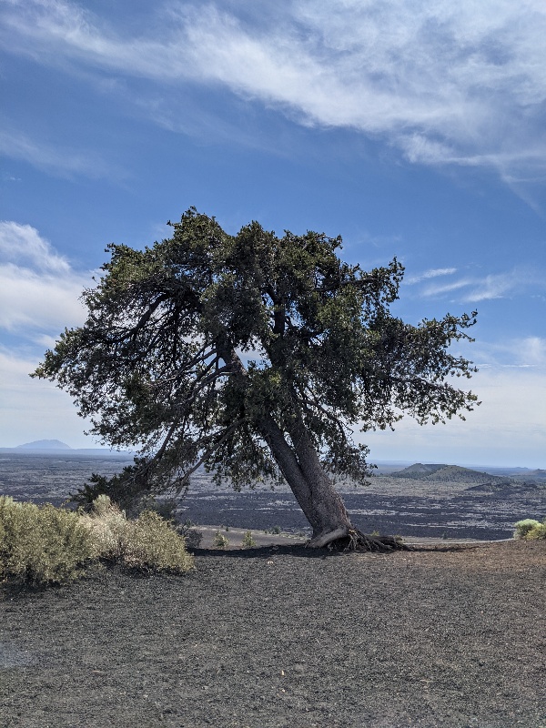 A lone tree grows at the top of Inferno Cone in cinders.
