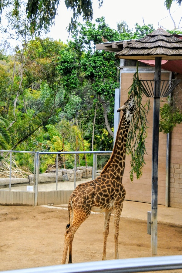 A giraffe eats from hanging basket seen on the San Diego Zoo double decker bus