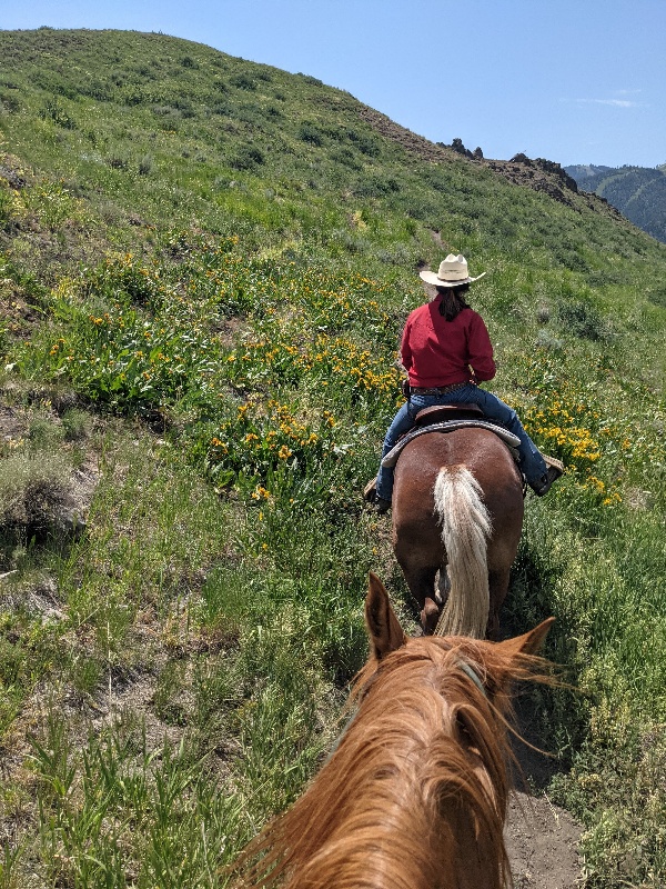 Sun Valley horseback ride up Dollar Mountain