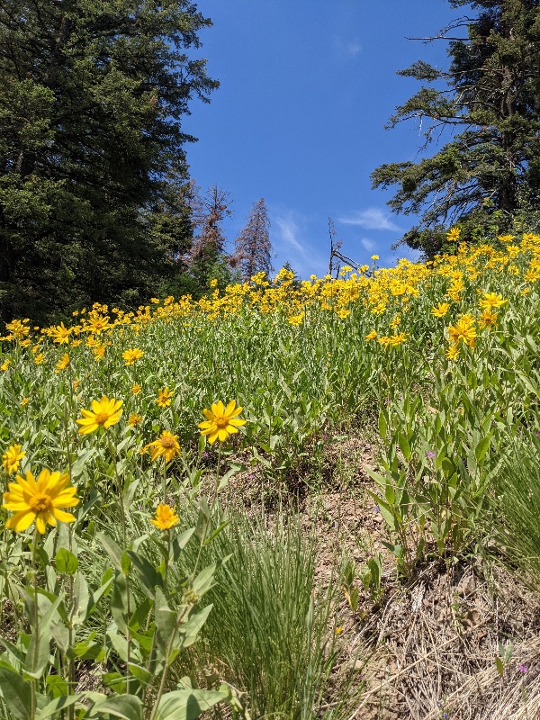Afield of yellow wildflowers on Sun Valley summer hike