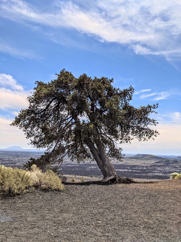 A resilient tree grows in cinders at Craters of the Moon