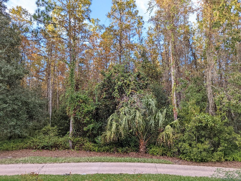 Serene woods views from Port Orleans Riverside 5th sleeper room