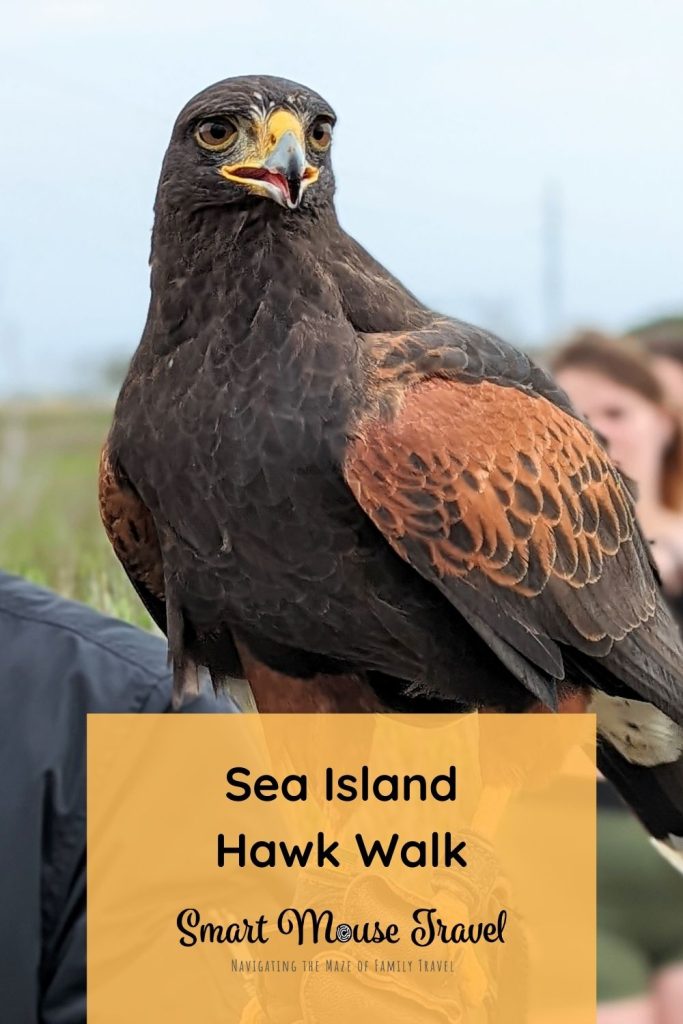 Hawk Walk, a Sea Island falconry experience, is a unique opportunity to meet raptors, have them fly to you, and learn about falconry.