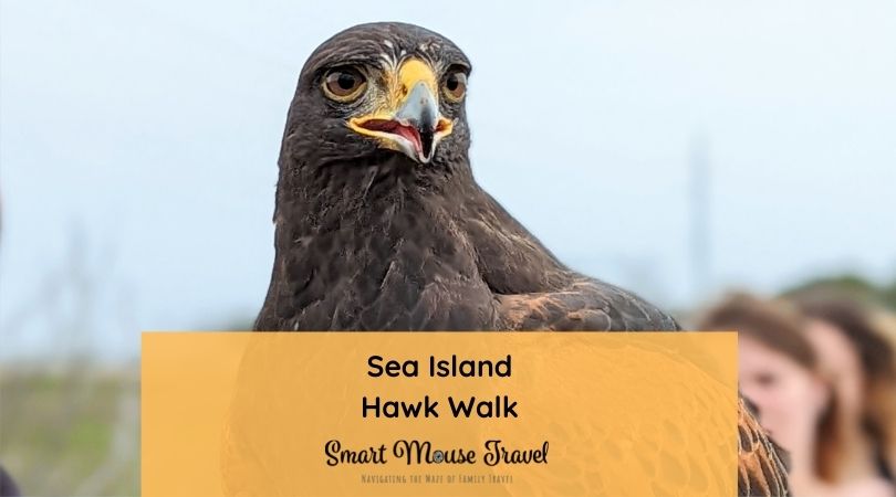Hawk Walk, a Sea Island falconry experience, is a unique opportunity to meet raptors, have them fly to you, and learn about falconry.