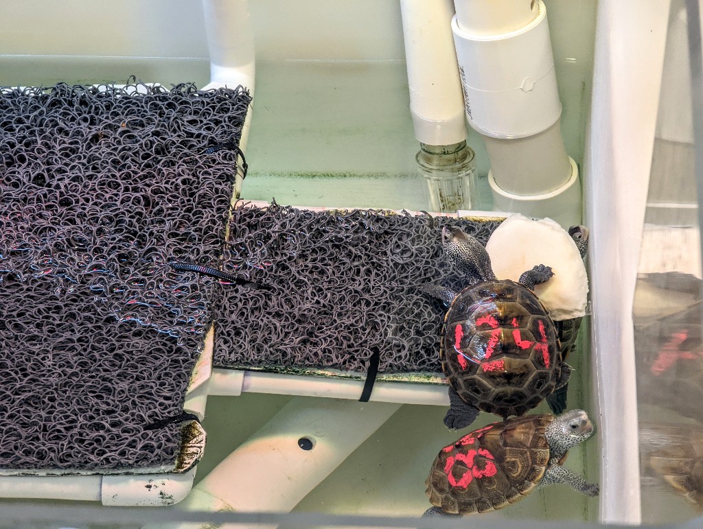 Baby Diamondback Terrapins swim in a tank at the Georgia Turtle Center