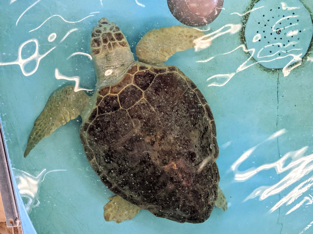 A loggerhead sea turtle floats in a pool in the turtle center hospital