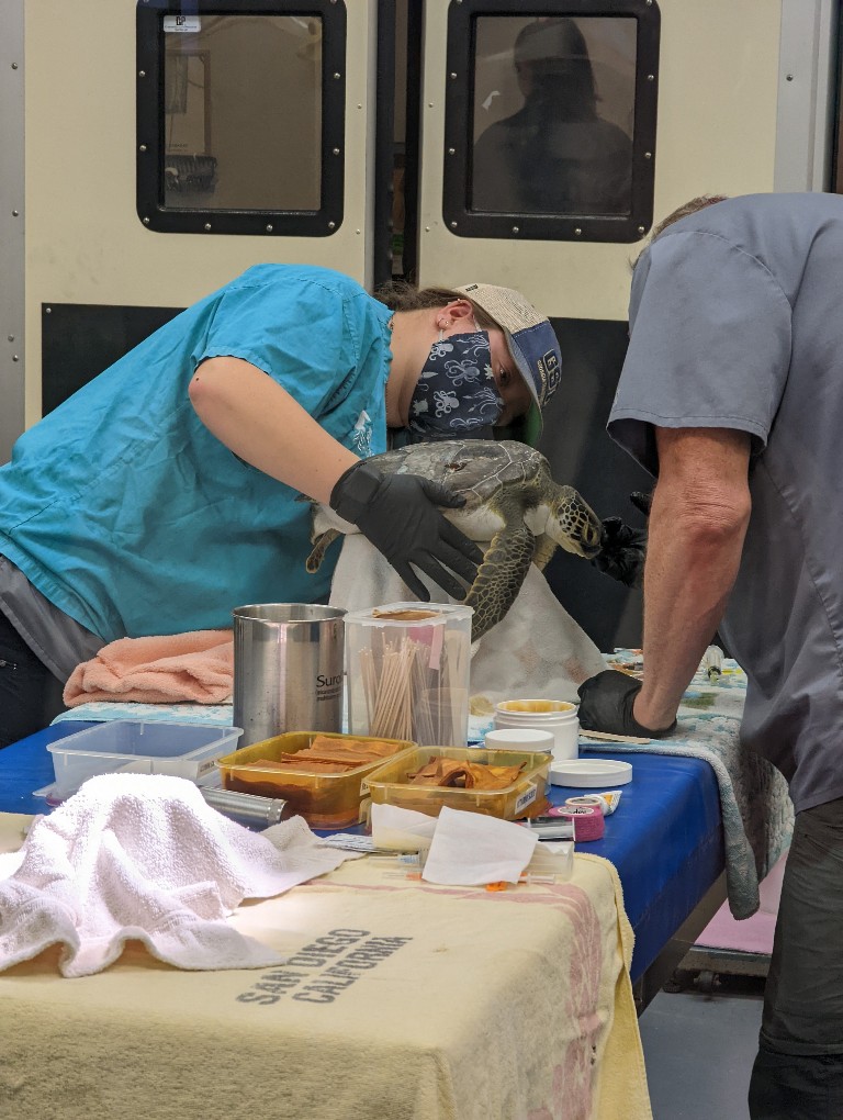 Staff at the Georgia Sea Turtle Center tend to an injured turtle