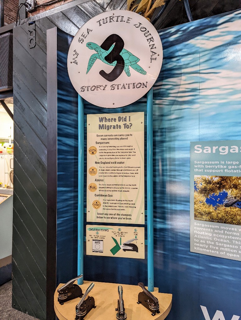 Tour the learning center and follow each step to learn the life cycle of a sea turtle