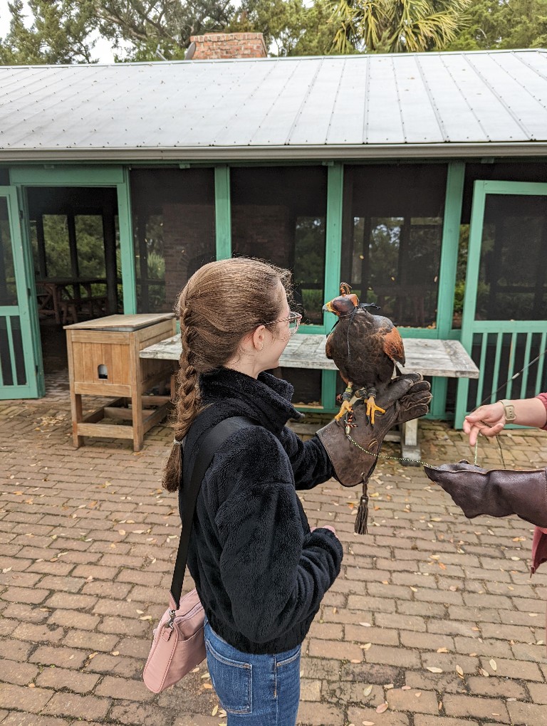 A girl smiles at a Harris hawk sitting on her gloved hand at Sea Island Hawk Walk