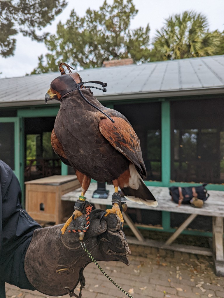 A Harris Hawk perches on a gloved hand