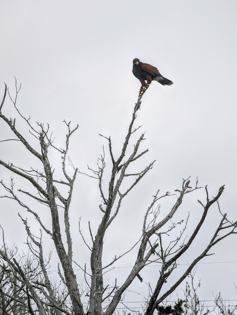 A hawk on a high branch surveys the Sea Island landscape