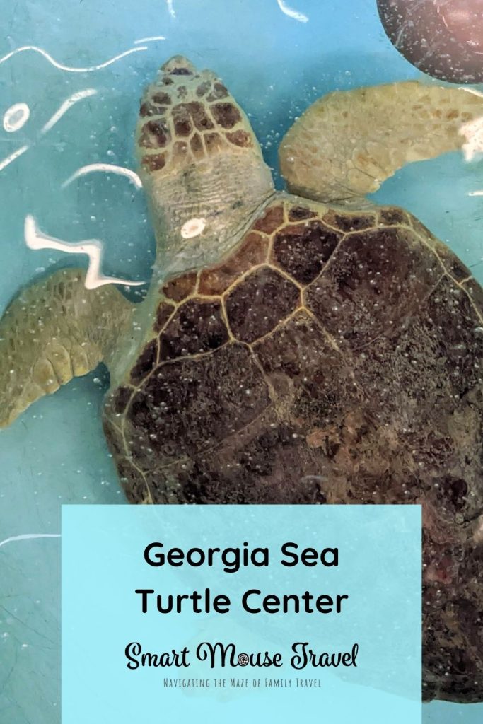 Georgia Sea Turtle Center on Jekyll Island is a great place to learn about sea turtles and see recovering turtles up close.