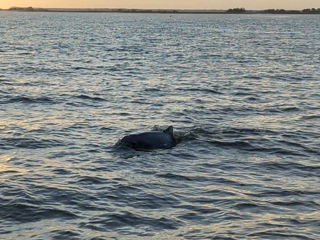 A dolphin frolics next to our Jekyll Island boat during a sunset tour