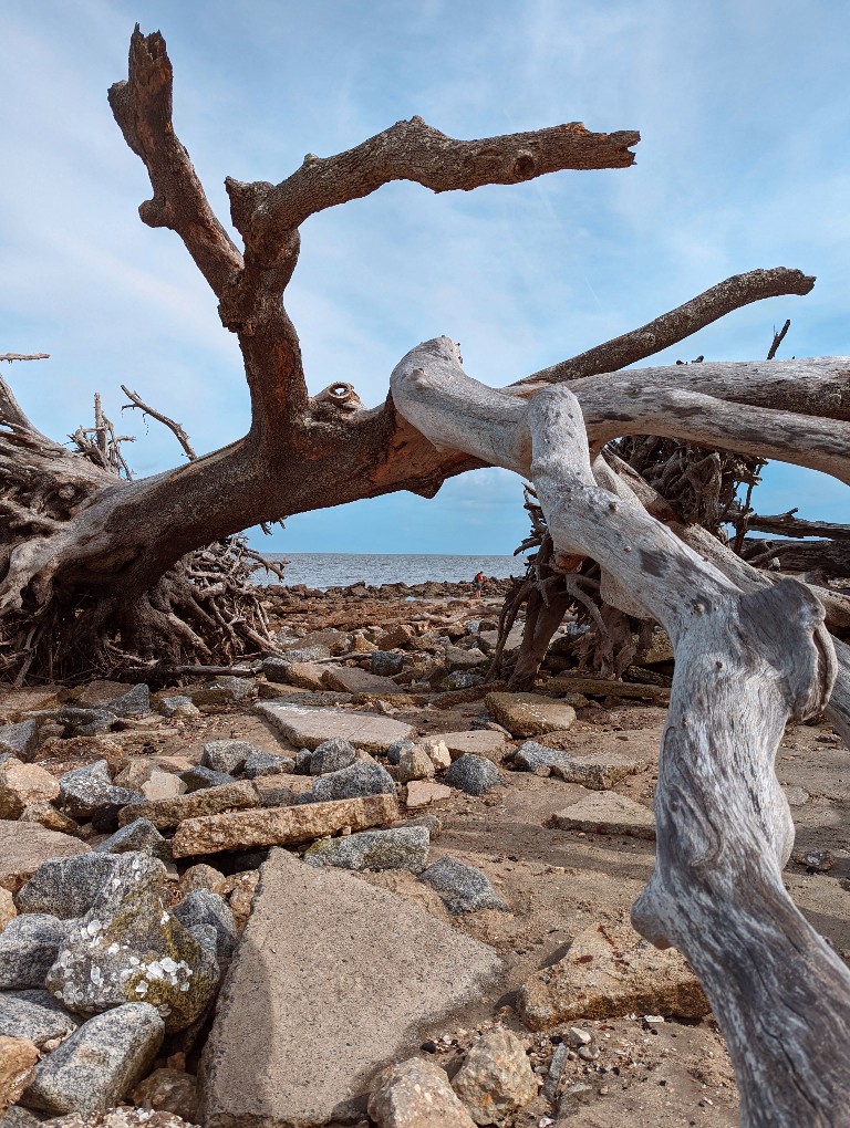 Driftwood beach trees bleached in the sun with rocks below