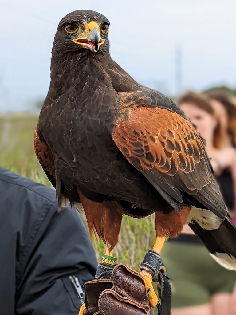 A Harris hawk perches on a gloved hand at Sea Island