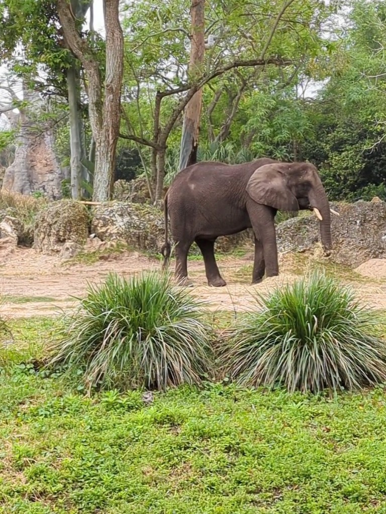 An elephant stands alone surrounded by plants