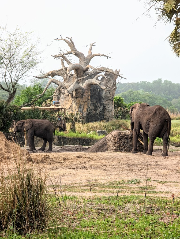 Two elephants play in the dirt at Animal Kingdom on the Caring for Giants tour
