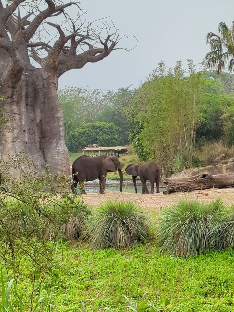 Two elephants look out across the Kilimanjaro Safari savanna