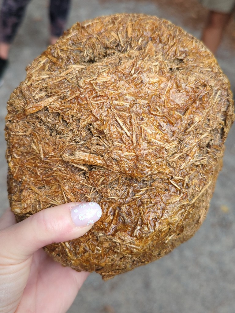 A person holds a large piece of sanitized elephant dung during the Caring for Giants tour