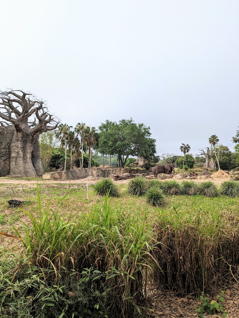 An elephant off in the distance shows how far the elephants on Caring for Giants tours can be from guests