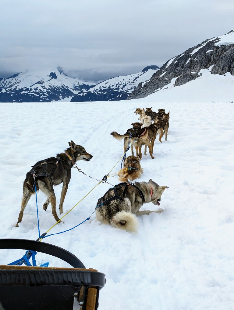 The sled dogs take a short rest while guests change seats on the sled