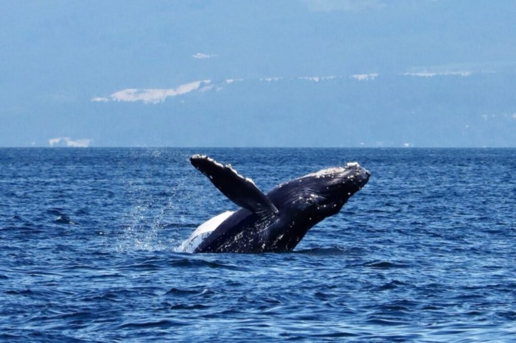A humpback whale breaches the water on a Vancouver whale watching cruise.